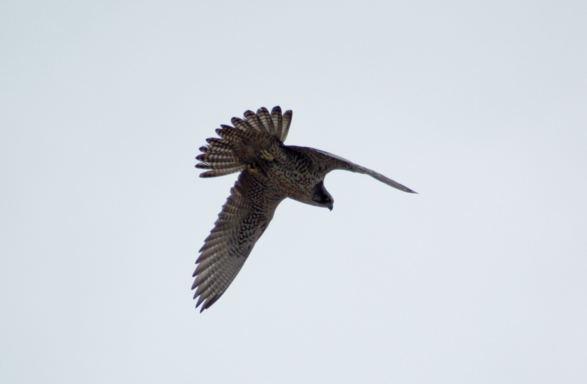 A gyrfalcon silhouetted against a pale grey sky