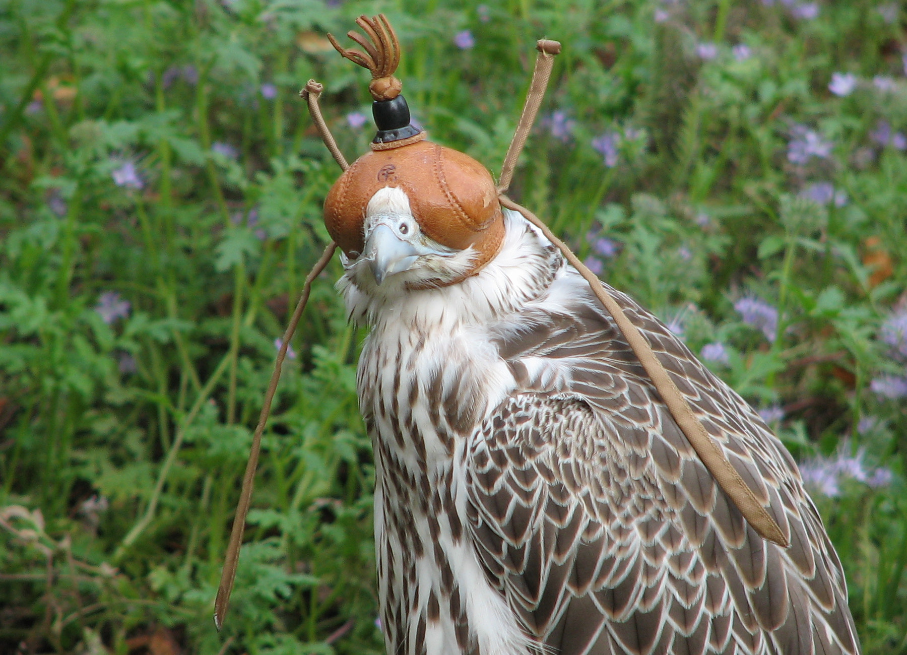 A saker falcon wearing a traditional hand-stitched leather hood
