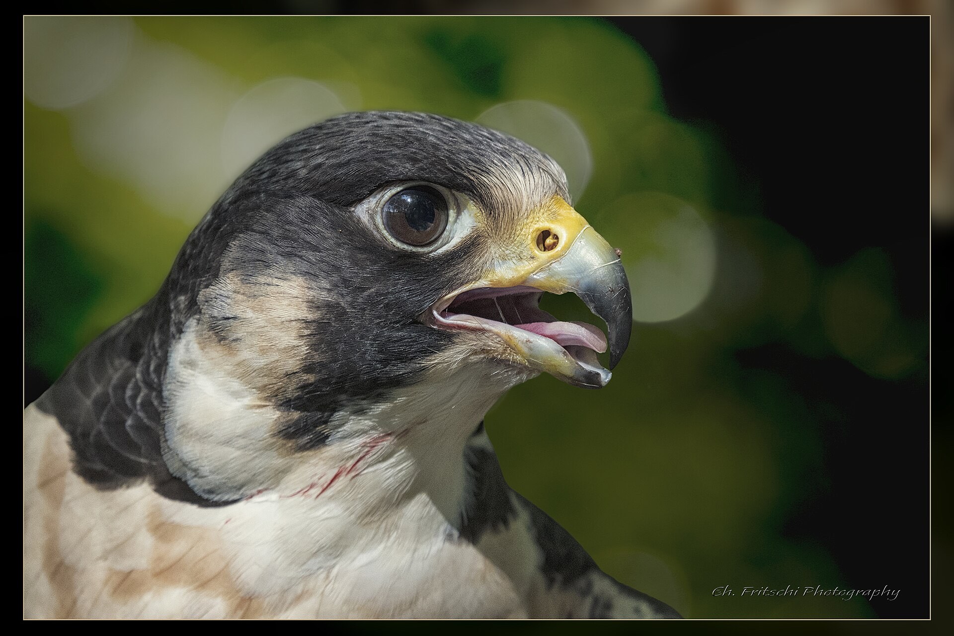 Portrait of a peregrine falcon in profile