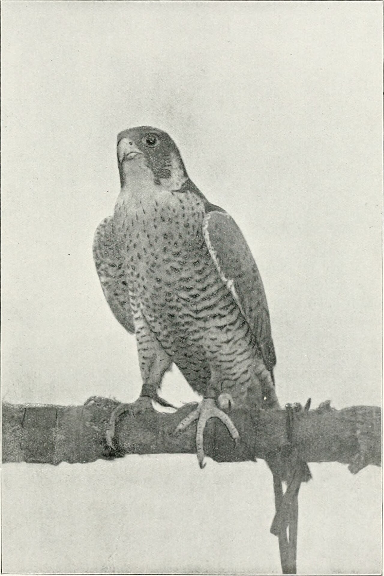 Plate from the Baz-nama-yi Nasiri, a Persian treatise on falconry